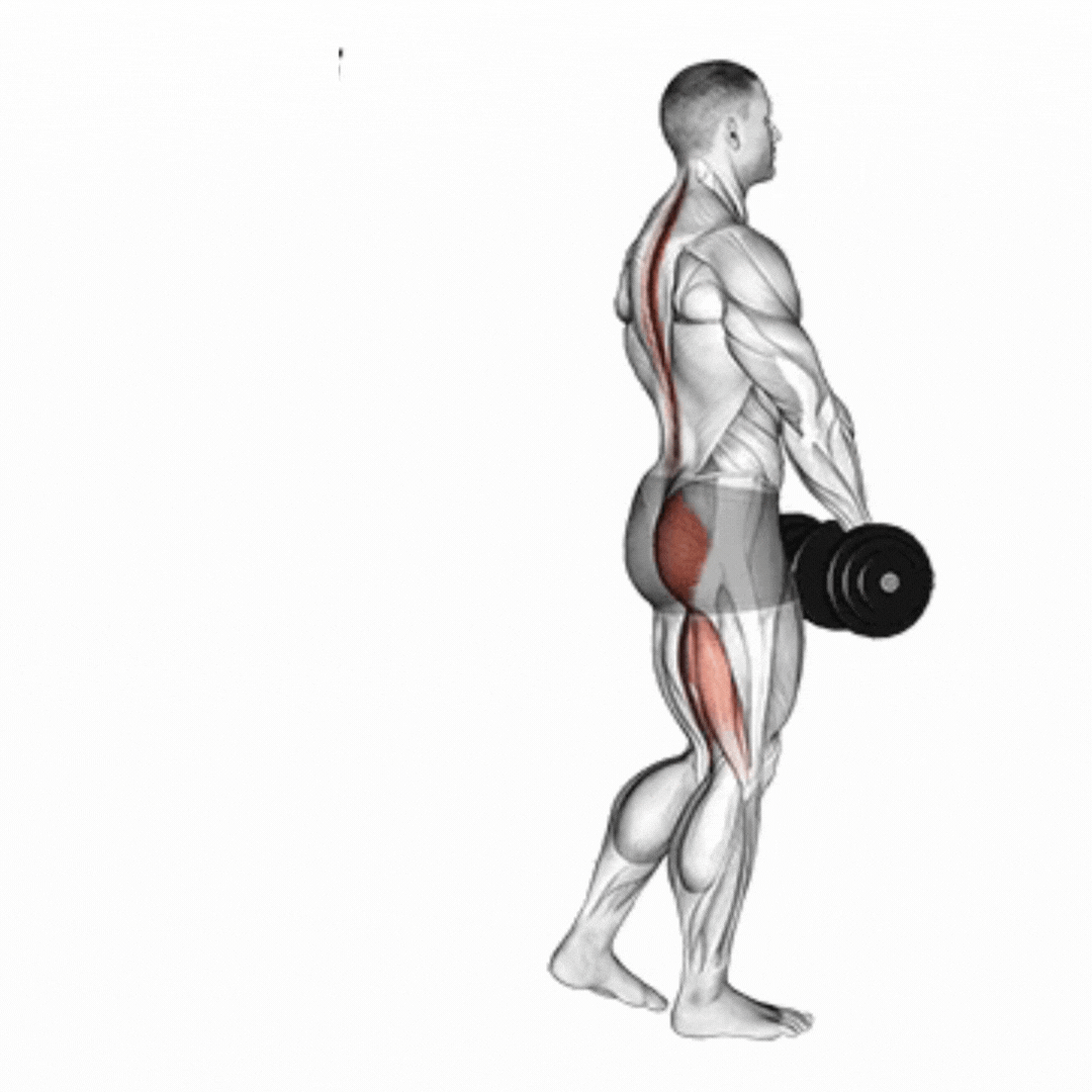 Stiff Unilateral com Halteres - demonstração